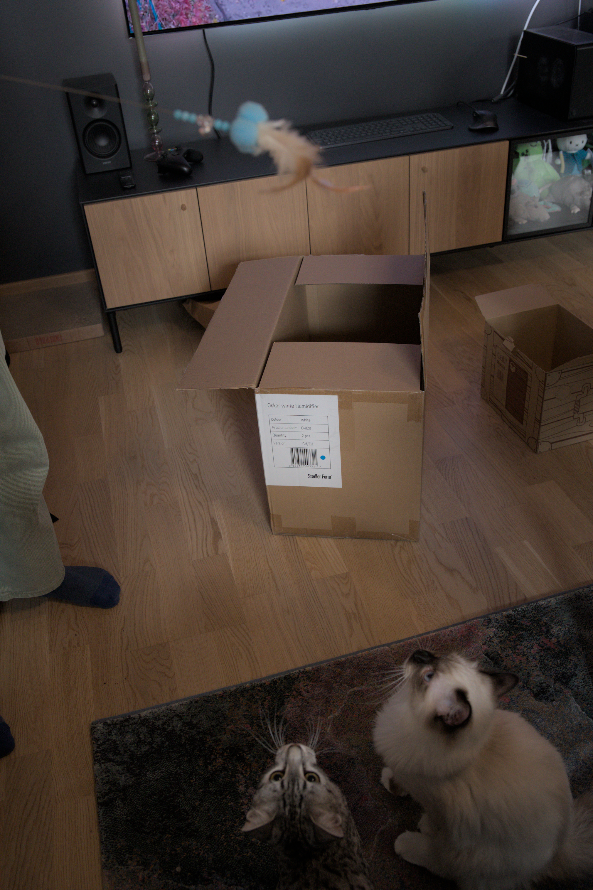 2025/10/12 - cats/DSC_0091.jpg